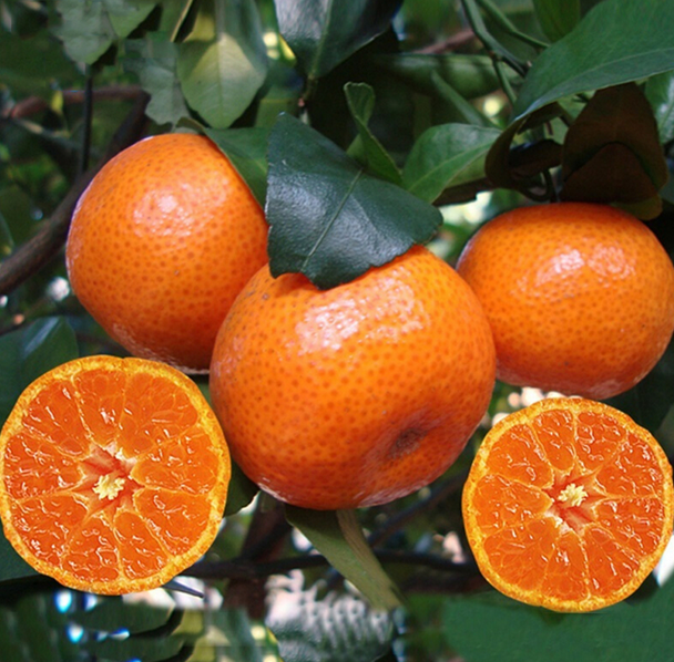 柑橘代办_广西代收柑桔_广西金秋沙糖桔代收 服务热线:18276149133罗